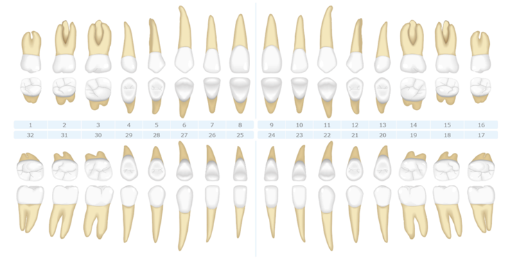 Permanent Teeth