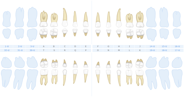 Deciduous Teeth